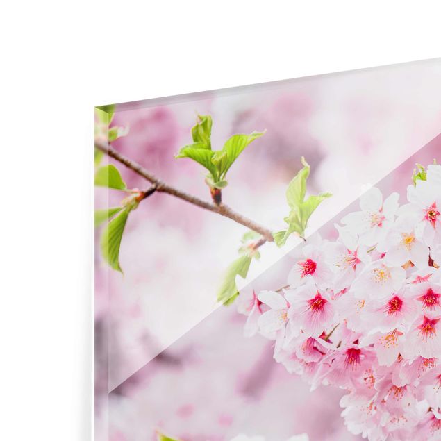 Billeder Japanese Cherry Blossoms