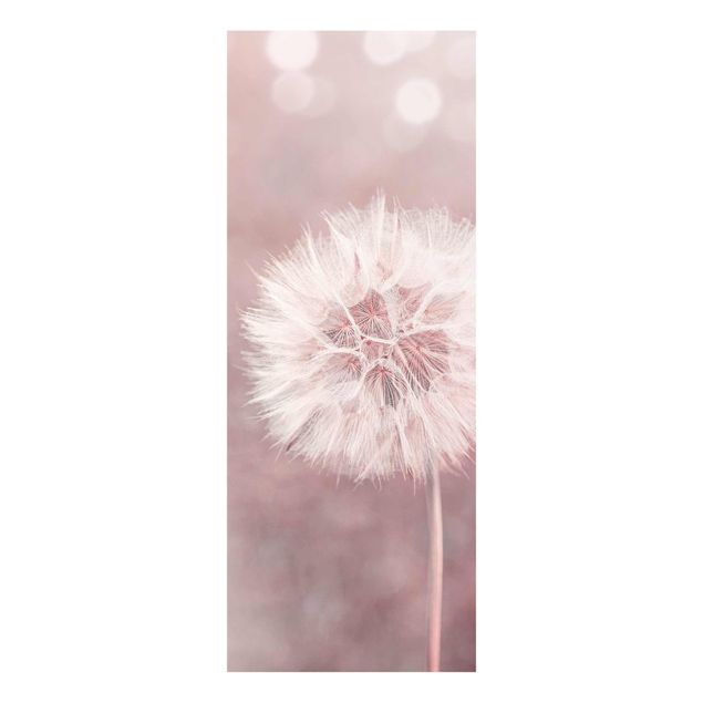 Billeder blomster Dandelion Bokeh Light Pink