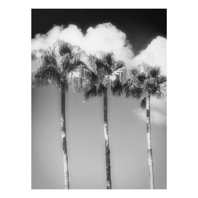 Glasbilleder sort og hvid Palm Trees Against The Sky Black And White