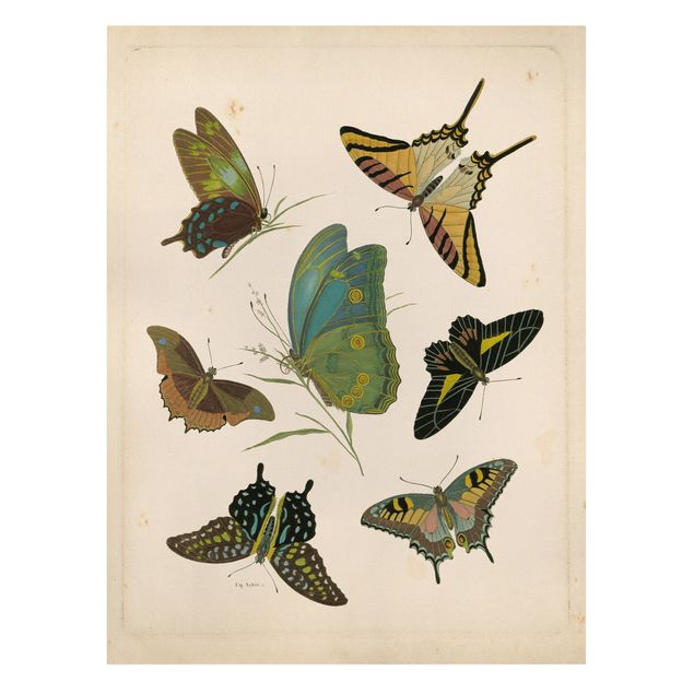 Billeder på lærred dyr Vintage Illustration Exotic Butterflies