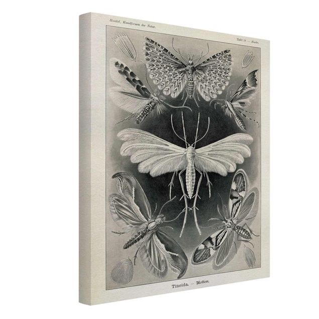 Billeder på lærred sort og hvid Vintage Board Moths And Butterflies
