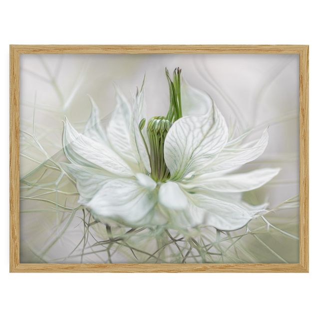 Billeder blomster White Nigella
