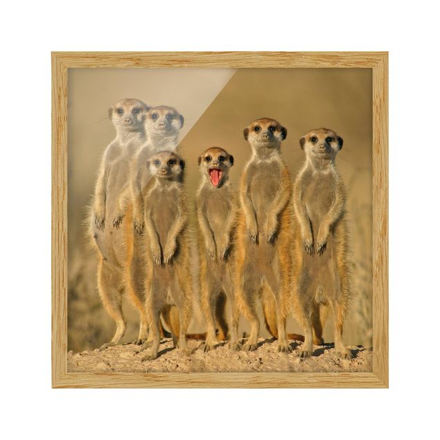 Billeder moderne Meerkat Family