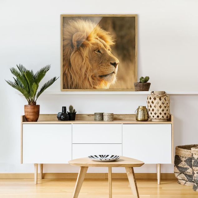 Billeder lions King Lion
