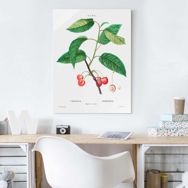 Billeder frugt Botany Vintage Illustration Red Cherries