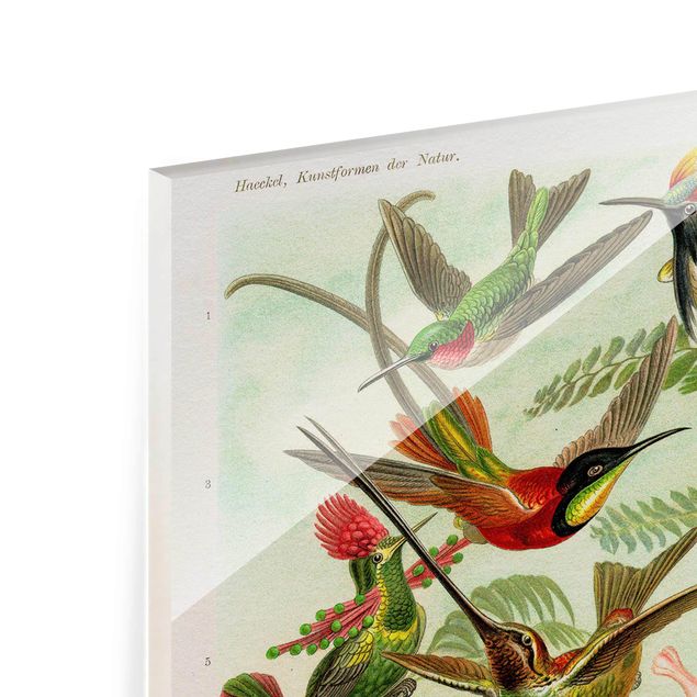 Glas magnettavla Vintage Board Hummingbirds