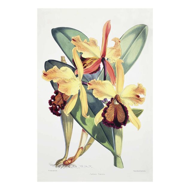 Glasbilleder blomster Walter Hood Fitch - Orchid