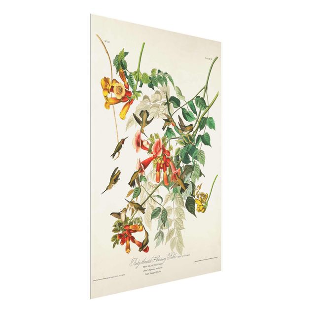 Billeder blomster Vintage Board Hummingbirds