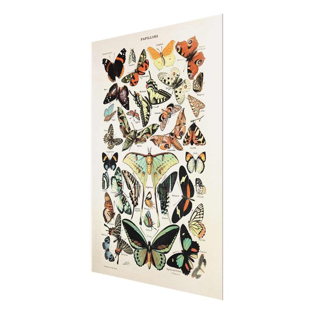 Billeder turkis Vintage Board Butterflies And Moths