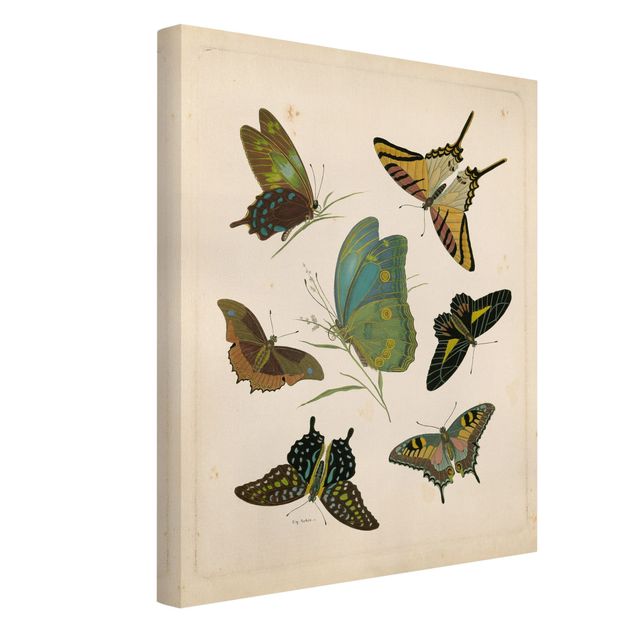 Billeder på lærred vintage Vintage Illustration Exotic Butterflies