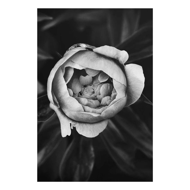 Glasbilleder sort og hvid Peonies In Front Of Leaves Black And White