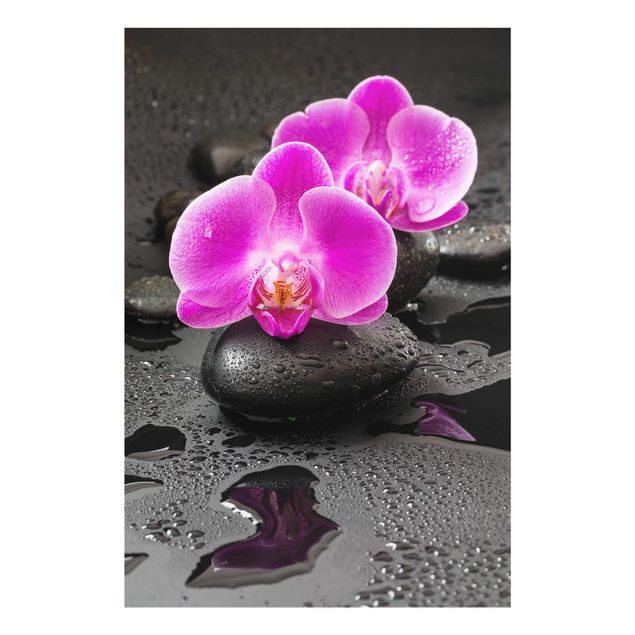 Billeder blomster Pink Orchid Flower On Stones With Drops