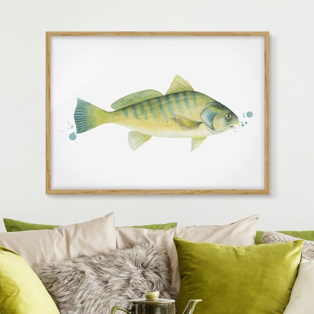 Billeder fisk Color Catch - Perch