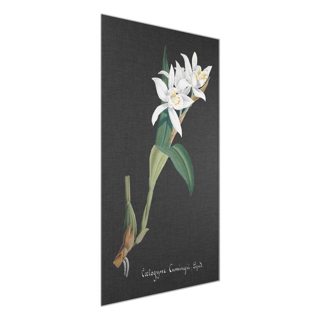 Glasbilleder blomster White Orchid On Linen II