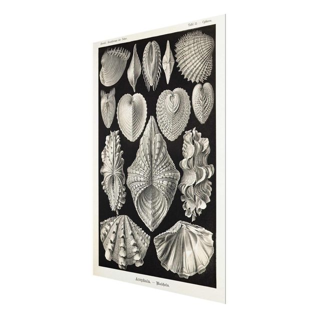 Glasbilleder sort og hvid Vintage Board Shells II
