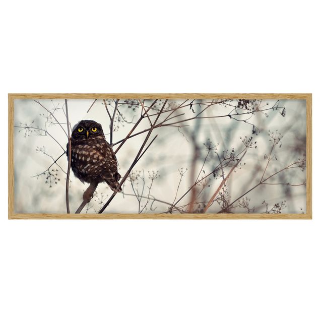 Billeder dyr Owl In The Winter