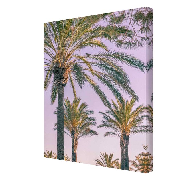 Billeder blomster Palm Trees At Sunset