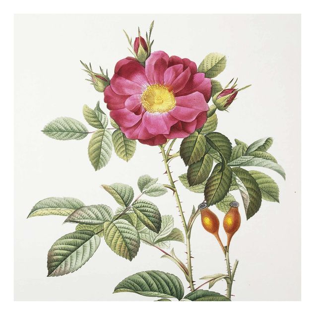 Glasbilleder blomster Pierre Joseph Redoute - Portland Rose
