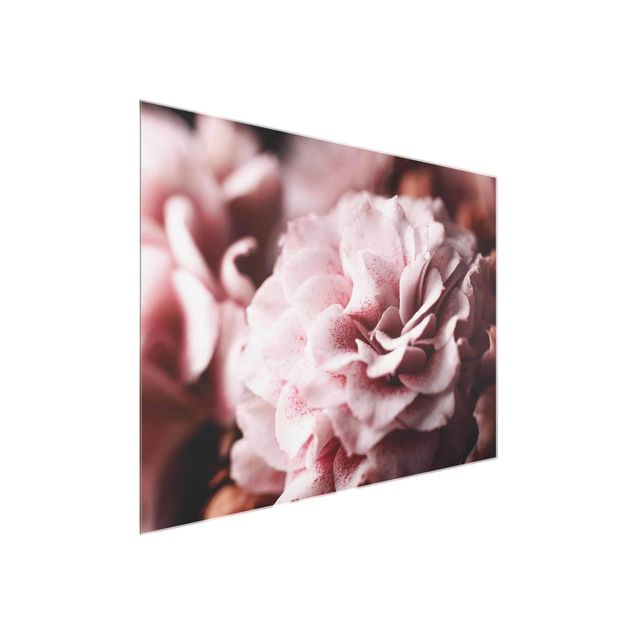 Glasbilleder blomster Shabby Light Pink Rose Pastel