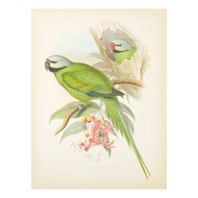 Billeder grøn Vintage Illustration Tropical Birds II