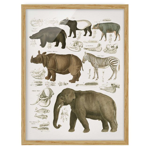 Billeder landskaber Vintage Board Elephant, Zebra And Rhino