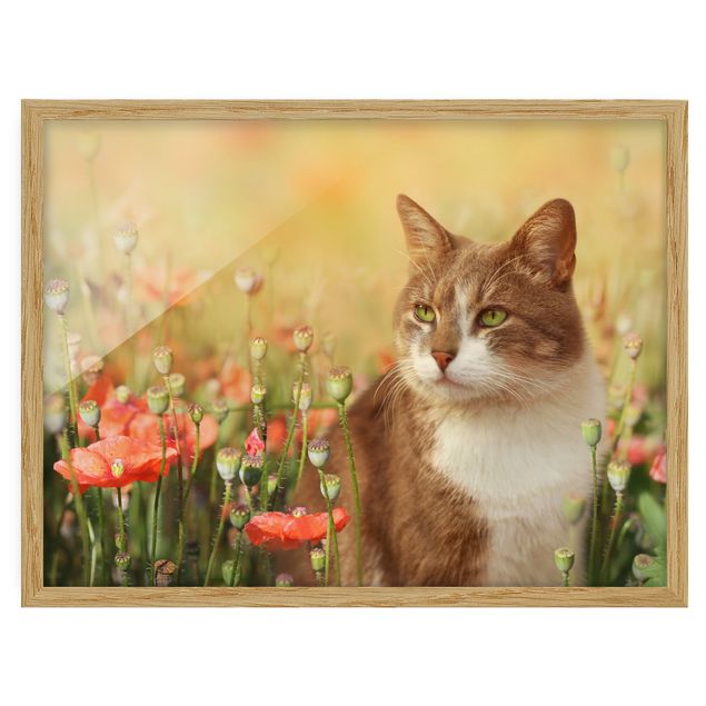 Indrammede plakater blomster Cat In A Field Of Poppies