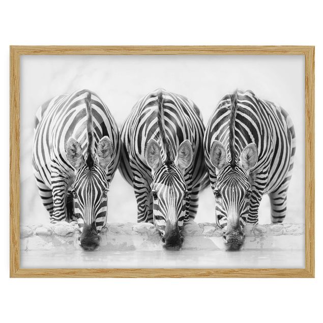 Indrammede plakater dyr Zebra Trio In Black And White