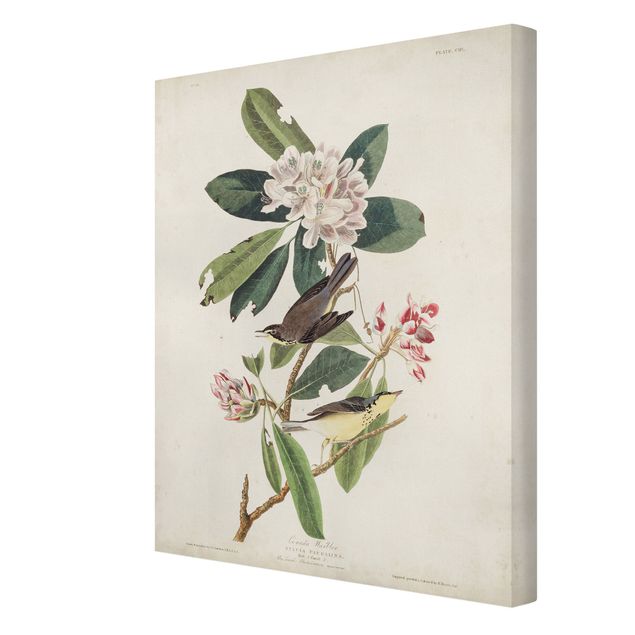 Billeder blomster Vintage Board Warbler