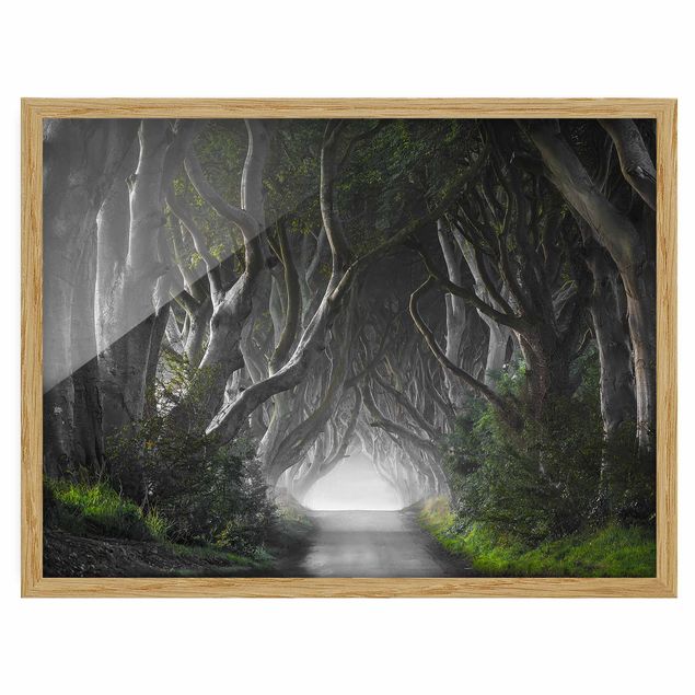 Billeder 3D Forest In Northern Ireland
