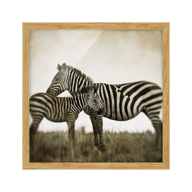 Indrammede plakater dyr Zebra Couple