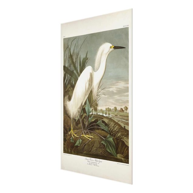 Glasbilleder strande Vintage Board White Heron I