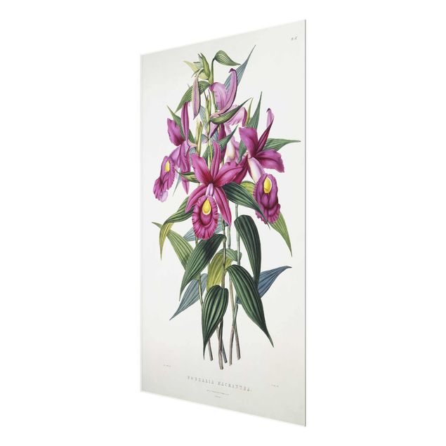 Billeder blomster Maxim Gauci - Orchid I