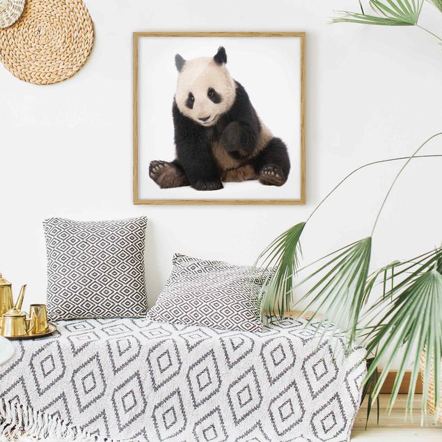 Billeder pandaer Panda Paws