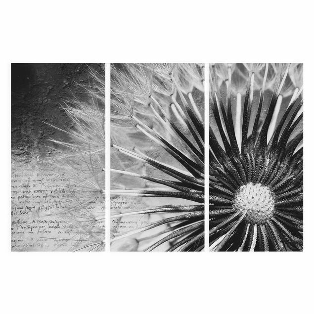 Billeder på lærred sort og hvid Dandelion Black & White