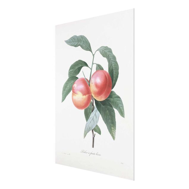 Billeder Botany Vintage Illustration Peach