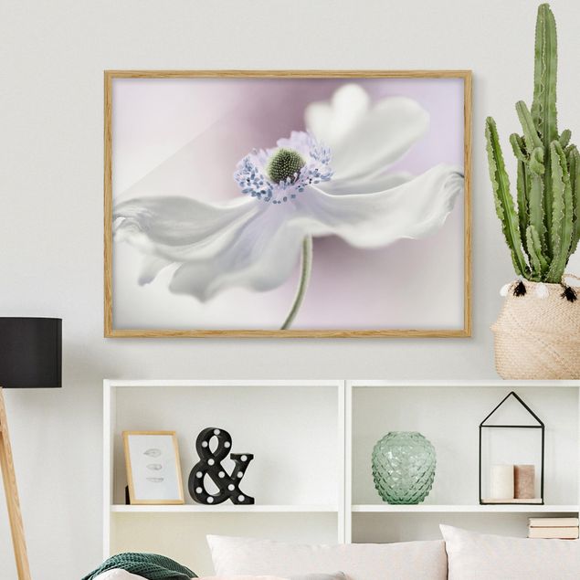 Indrammede plakater blomster Anemone Breeze