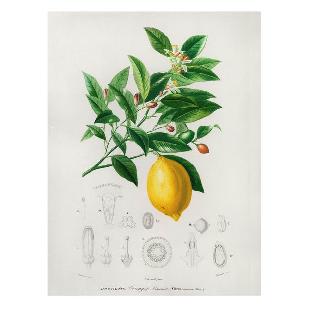 Billeder på lærred grøntsager og frukt Botany Vintage Illustration Of Lemon