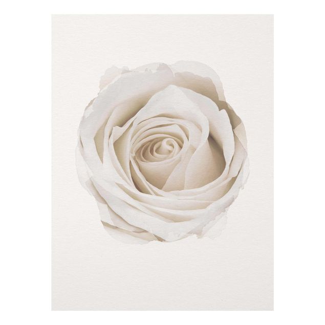 Billeder blomster WaterColours - Pretty White Rose