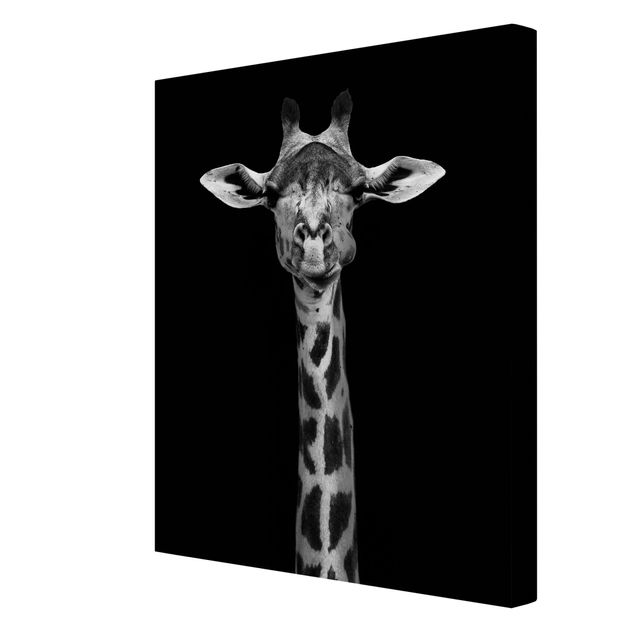 Billeder Afrika Dark Giraffe Portrait