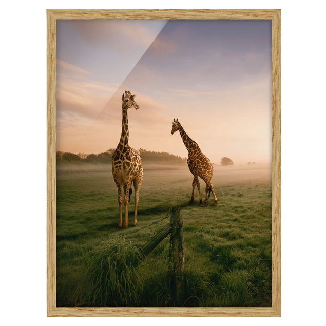 Indrammede plakater landskaber Surreal Giraffes