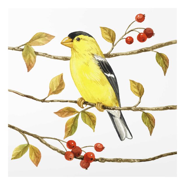 Billeder Birds And Berries - American Goldfinch