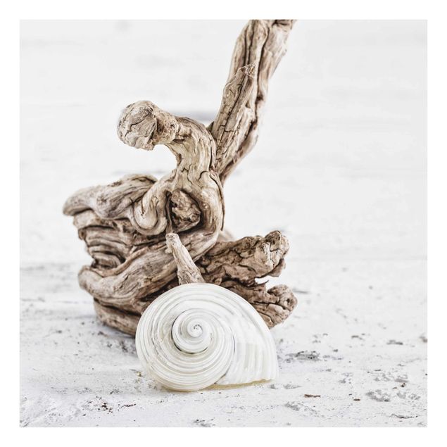 Billeder hav White Snail Shell And Root Wood