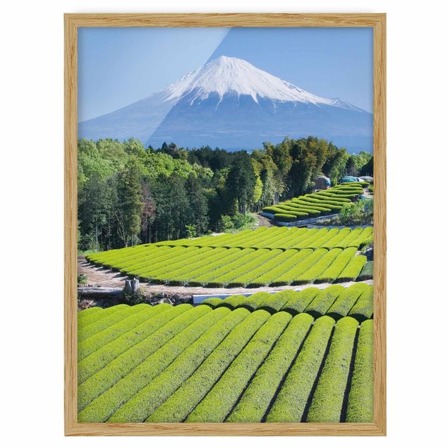 Billeder landskaber Tea Fields In Front Of The Fuji