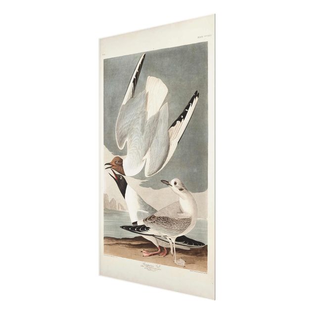 Glasbilleder strande Vintage Board Bonaparte Gull