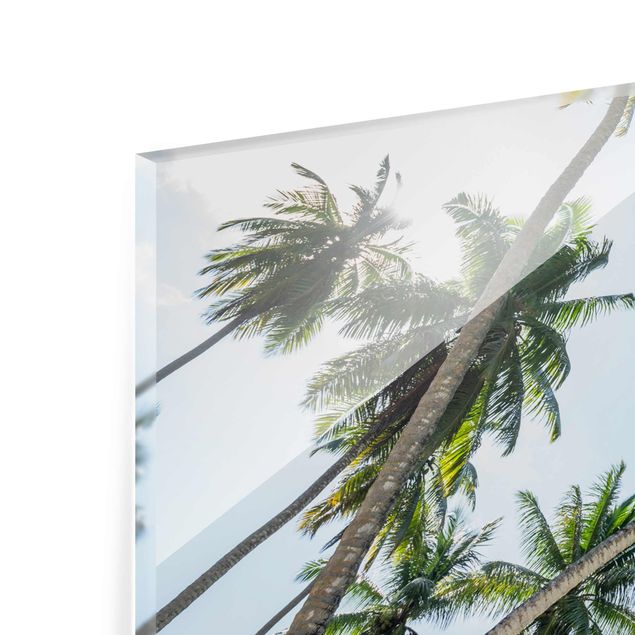 Billeder Palm Tree Canopy