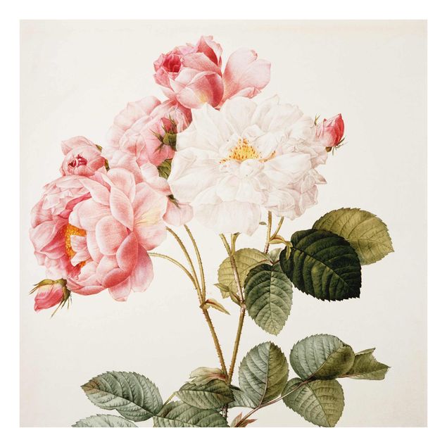 Glasbilleder blomster Pierre Joseph Redoute - Pink Damascena