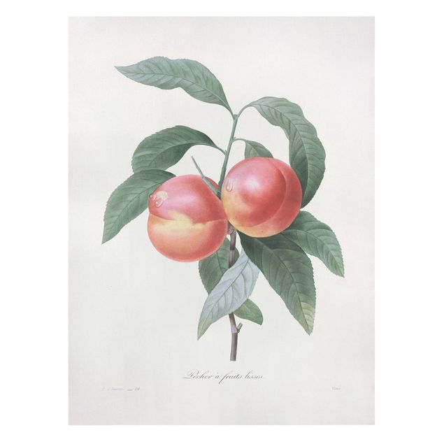 Billeder på lærred grøntsager og frukt Botany Vintage Illustration Peach