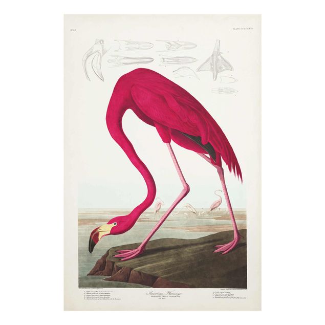 Billeder Vintage Board American Flamingo