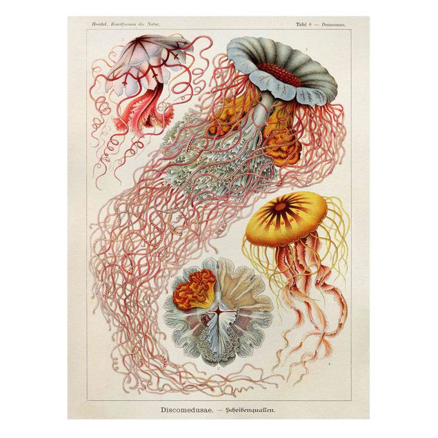Billeder rød Vintage Board Jellyfish