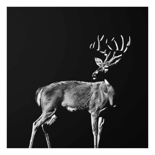 Billeder moderne Deer In The Dark
